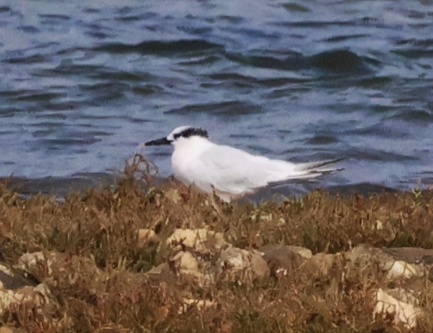 Sandwich Tern - ML625109120