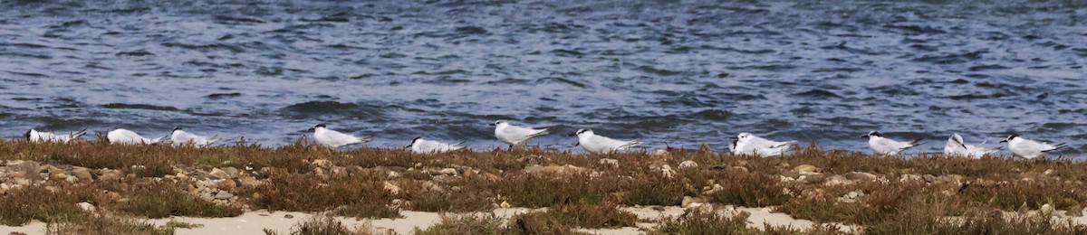 Sandwich Tern - ML625109221