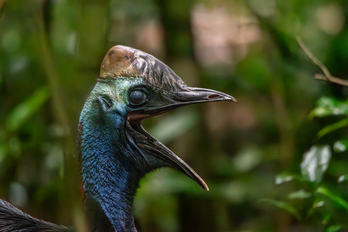 Southern Cassowary - ML625109264