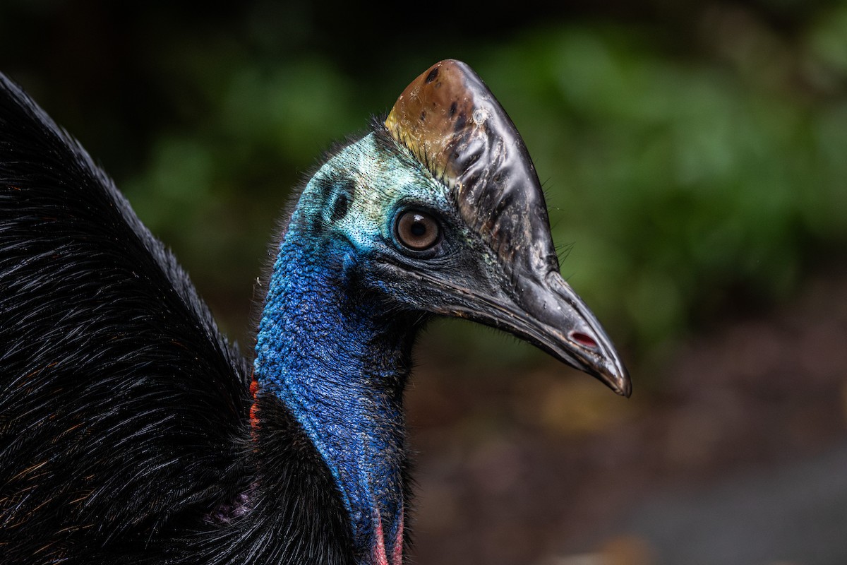 Southern Cassowary - ML625109266