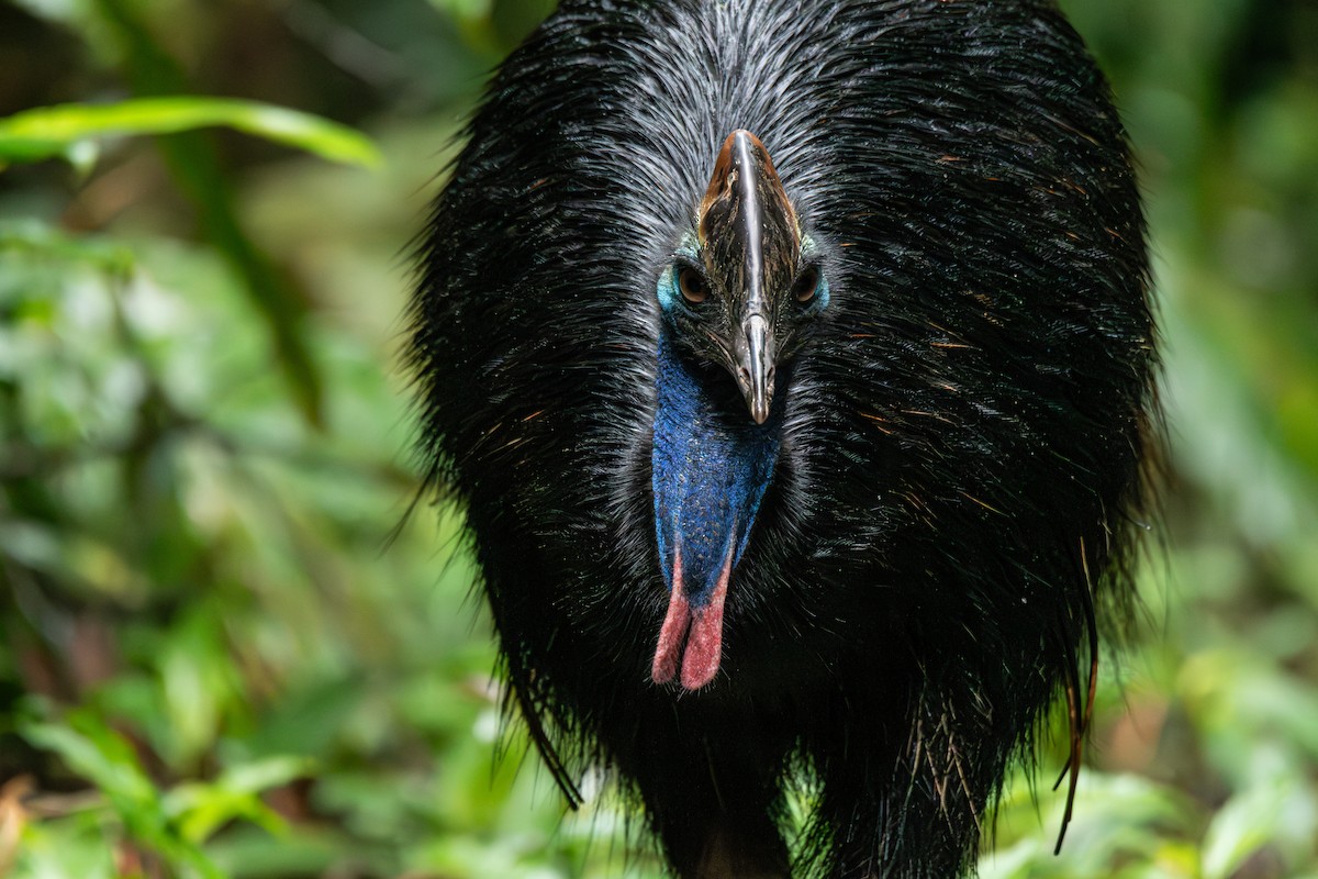 Southern Cassowary - ML625109267