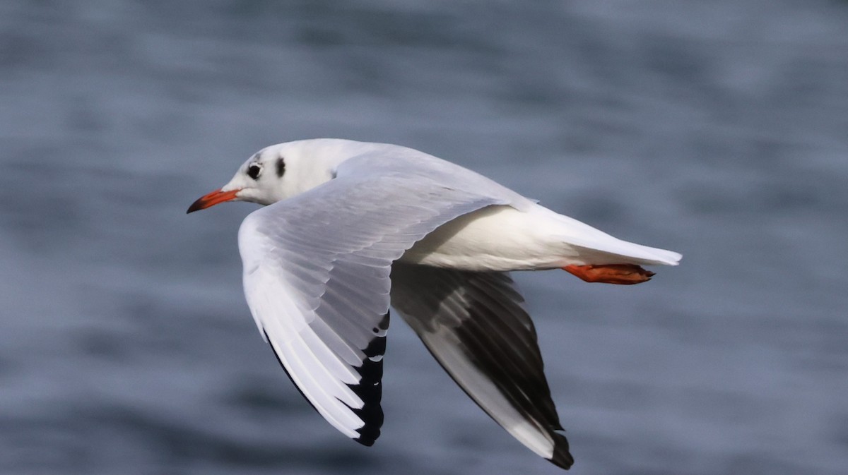 Black-headed Gull - ML625109282