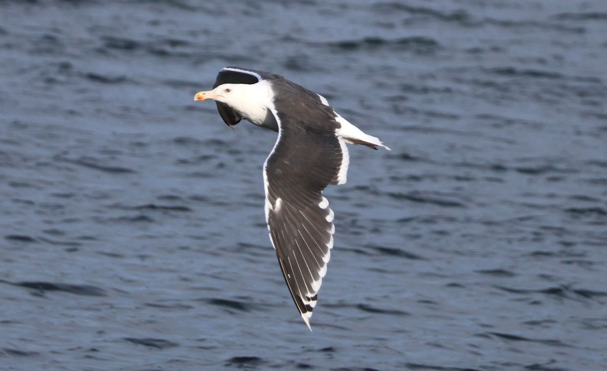 Great Black-backed Gull - ML625109303