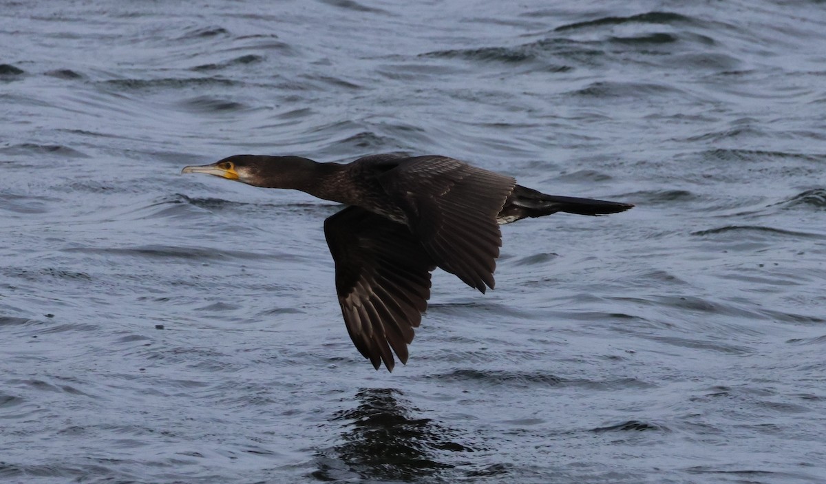 Great Cormorant (North Atlantic) - ML625109309