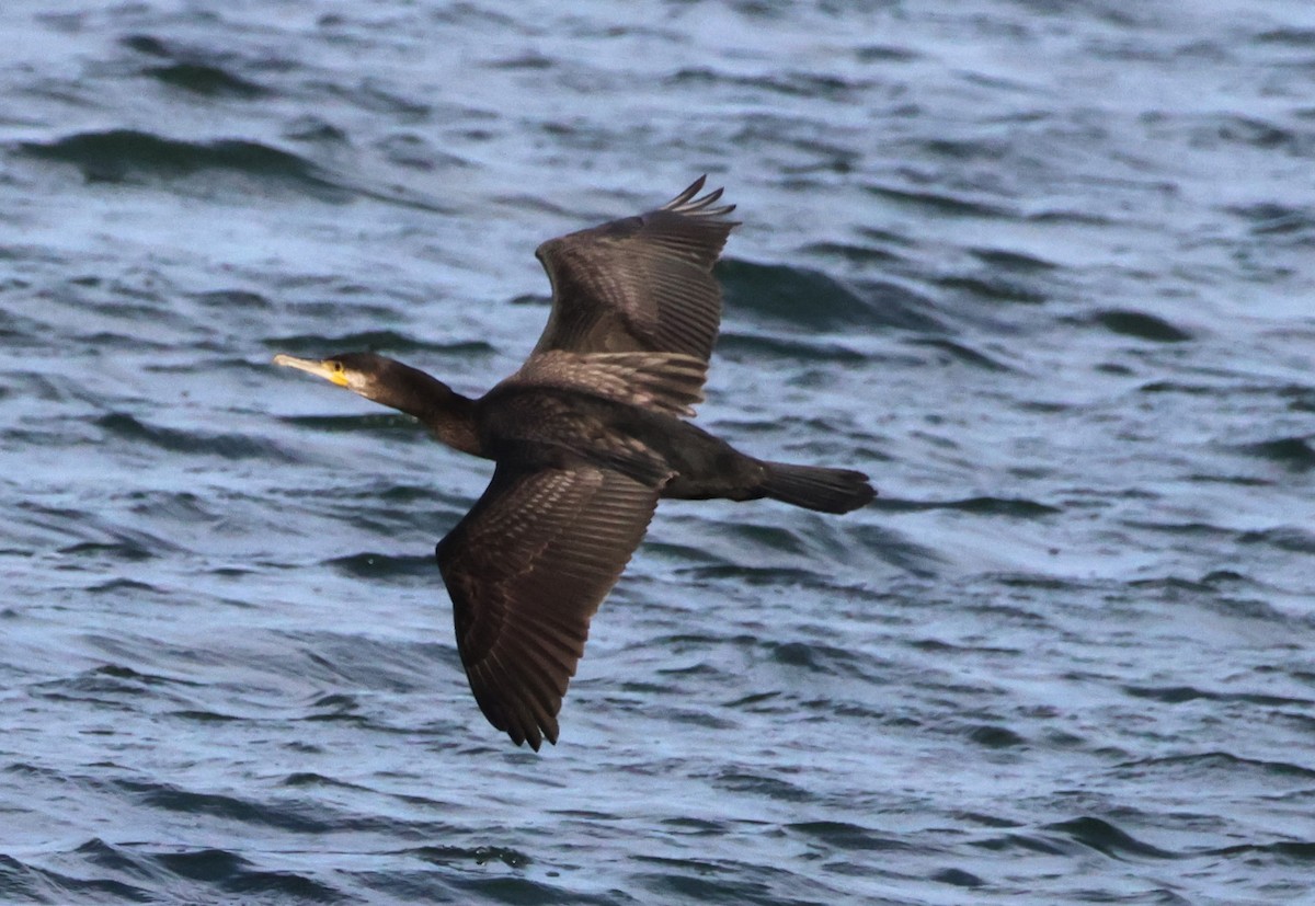 Great Cormorant (North Atlantic) - ML625109325