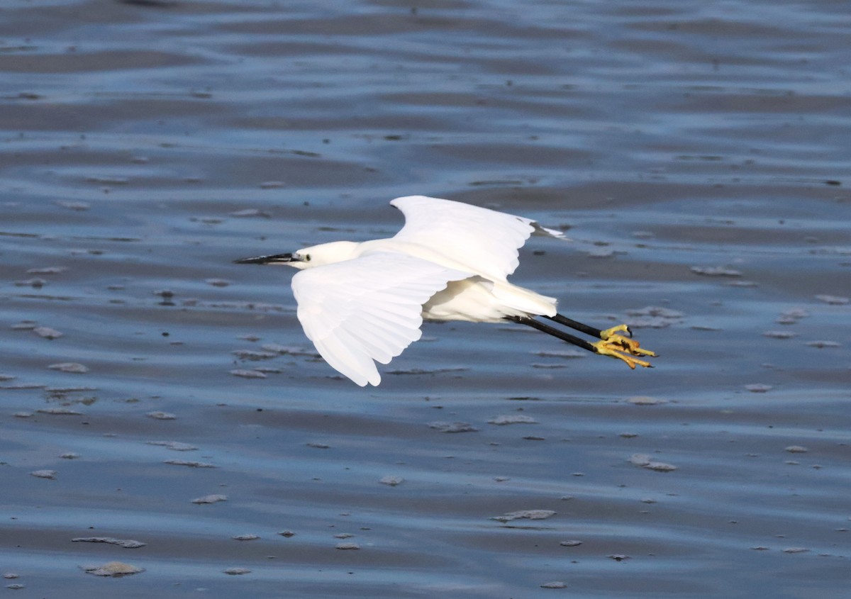 Little Egret (Western) - ML625109378