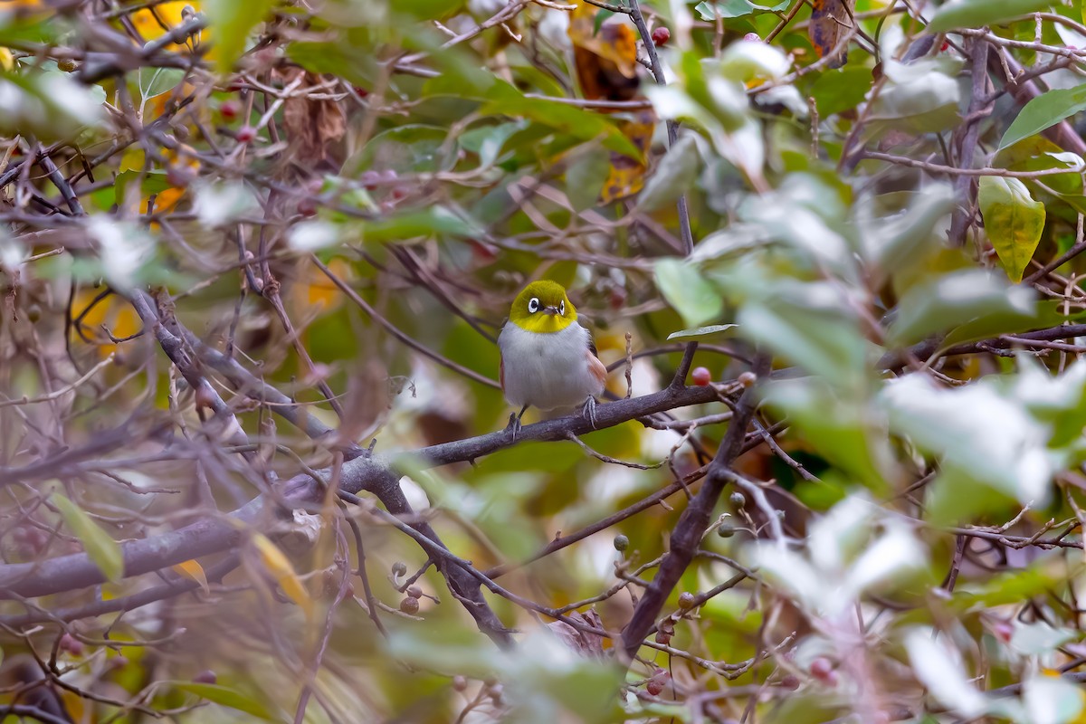 Chestnut-flanked White-eye - ML625109388