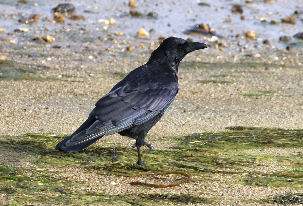 Carrion Crow (Western) - ML625109403