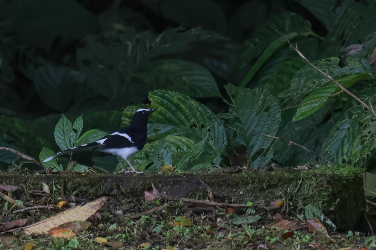 White-crowned Forktail (Javan) - ML625109527