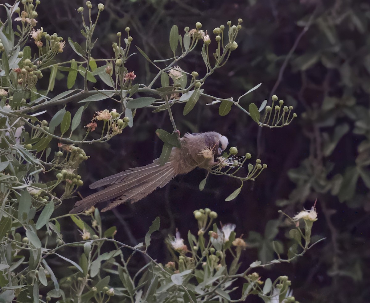 White-headed Mousebird - ML625109610