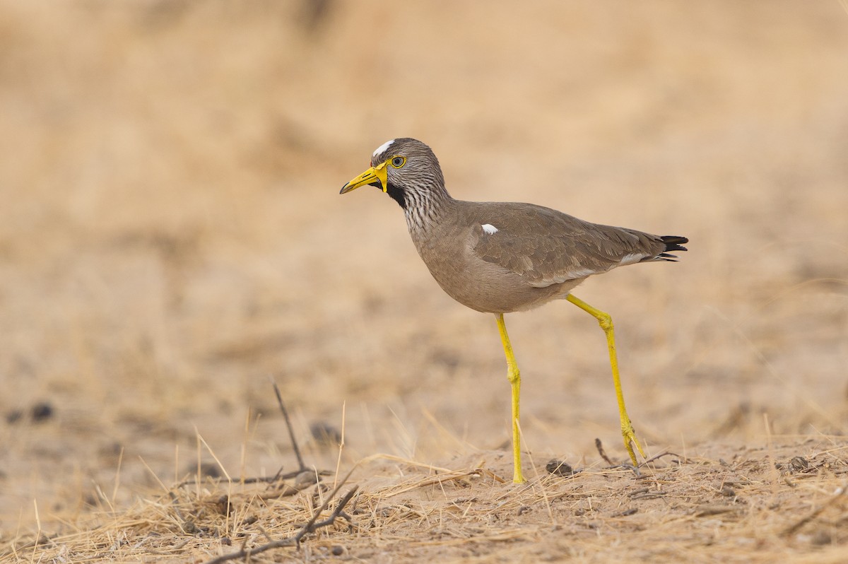 Wattled Lapwing - Jérémy Calvo