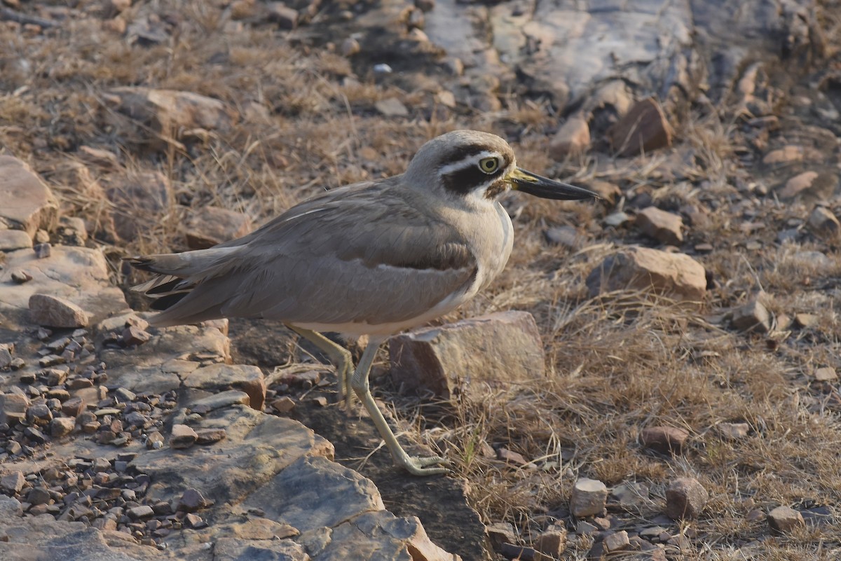 Great Thick-knee - ML625109658