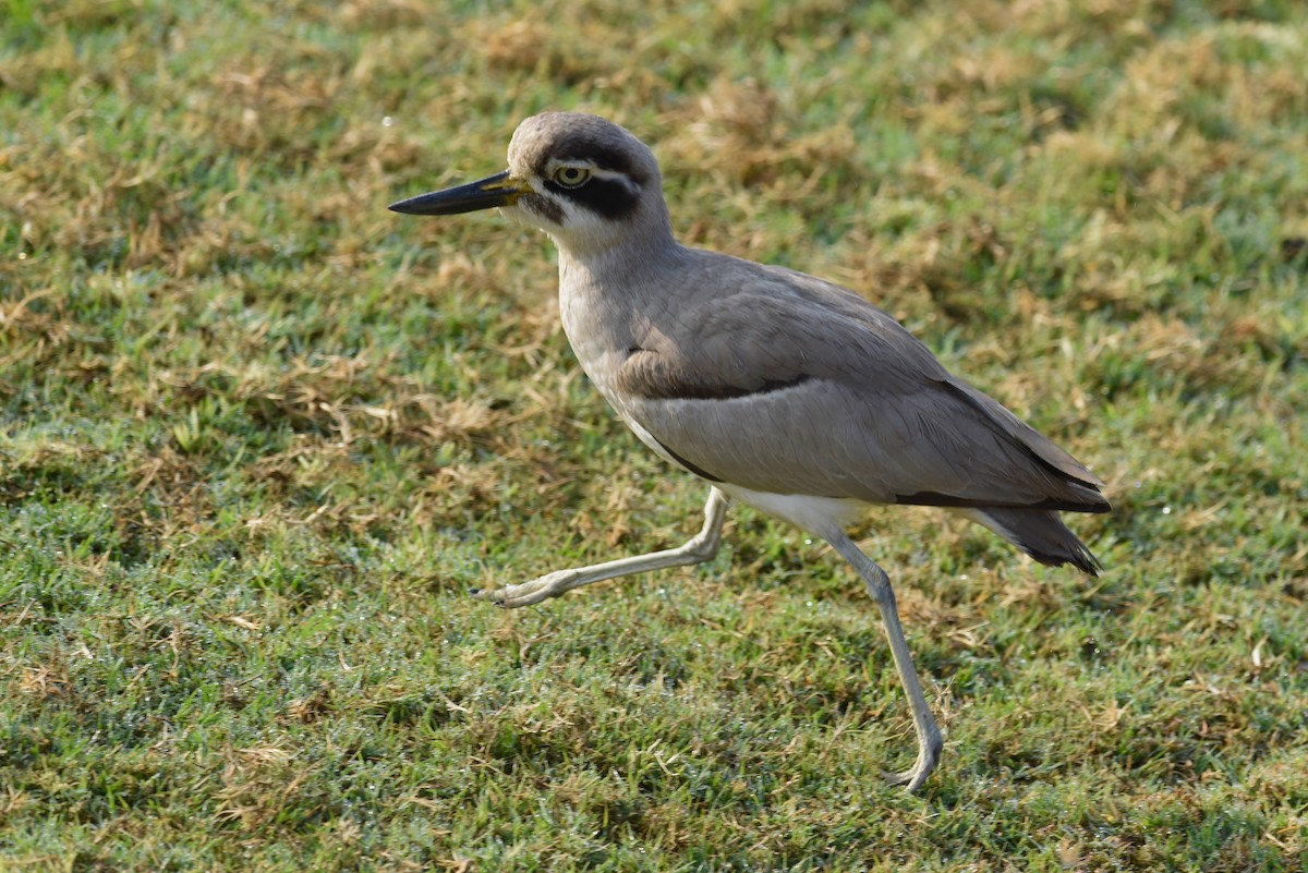 Great Thick-knee - ML625109659