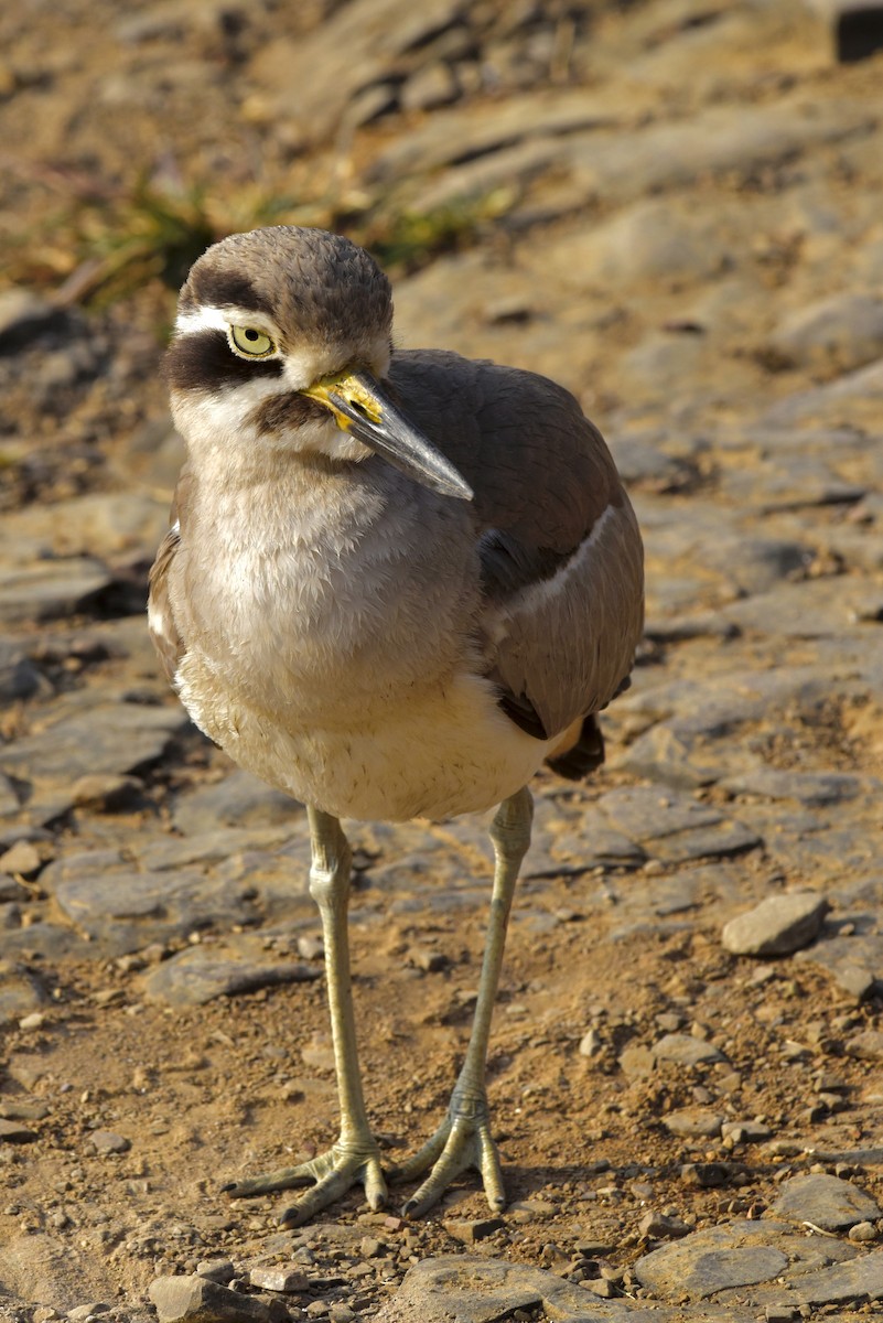 Great Thick-knee - ML625109660