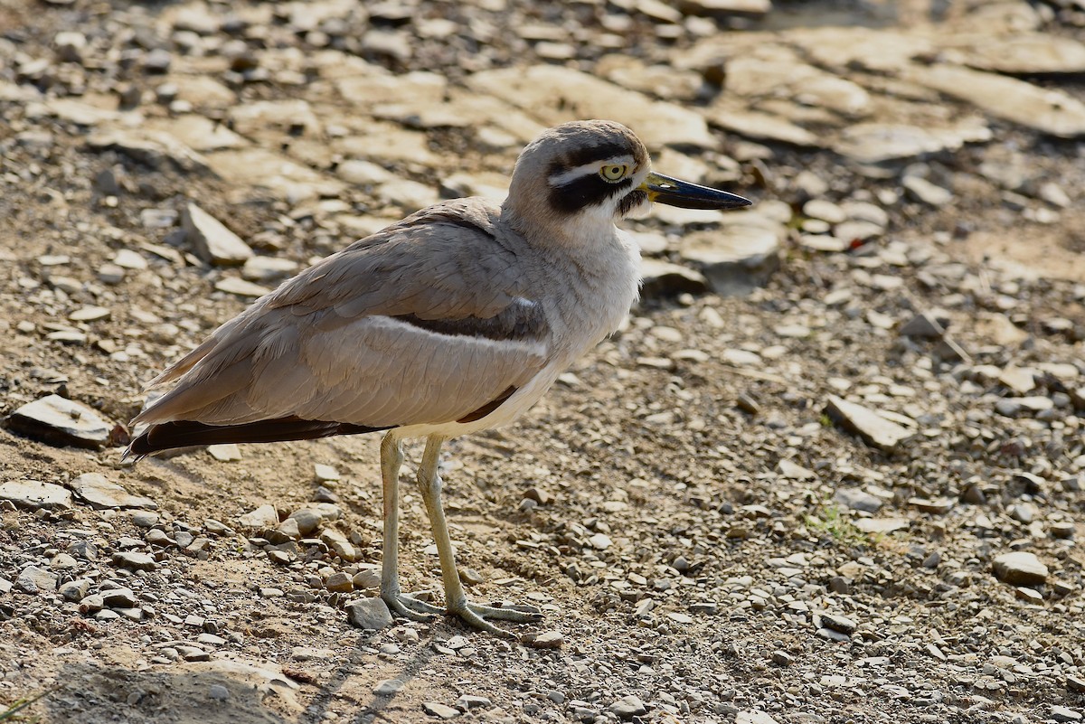 Great Thick-knee - ML625109661