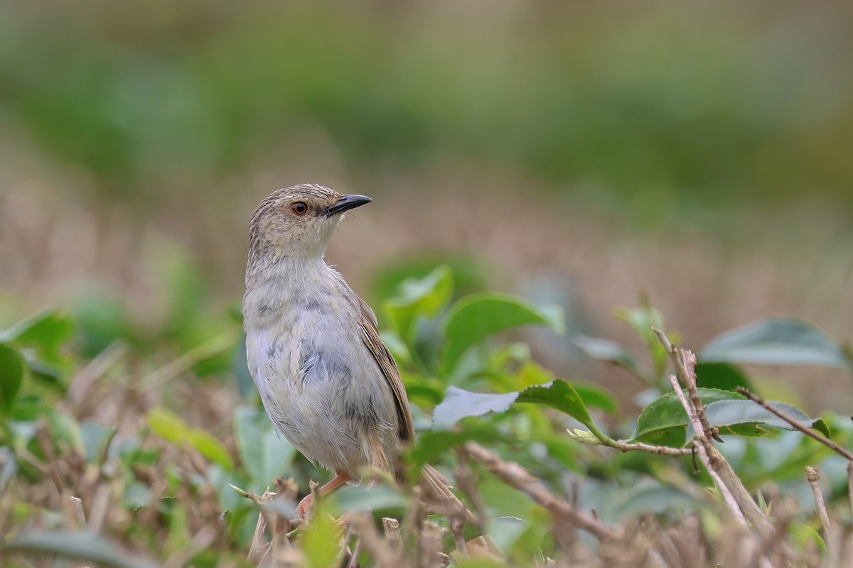 Striped Prinia - ML625109791