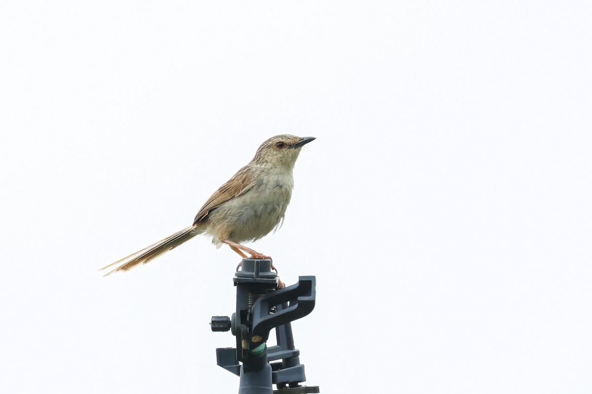 Striped Prinia - ML625109792