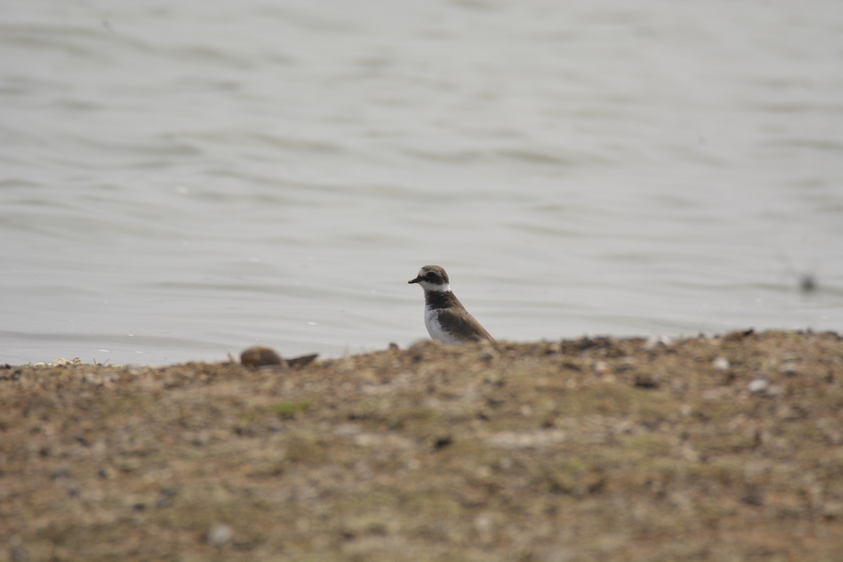 Sandregenpfeifer - ML625109822