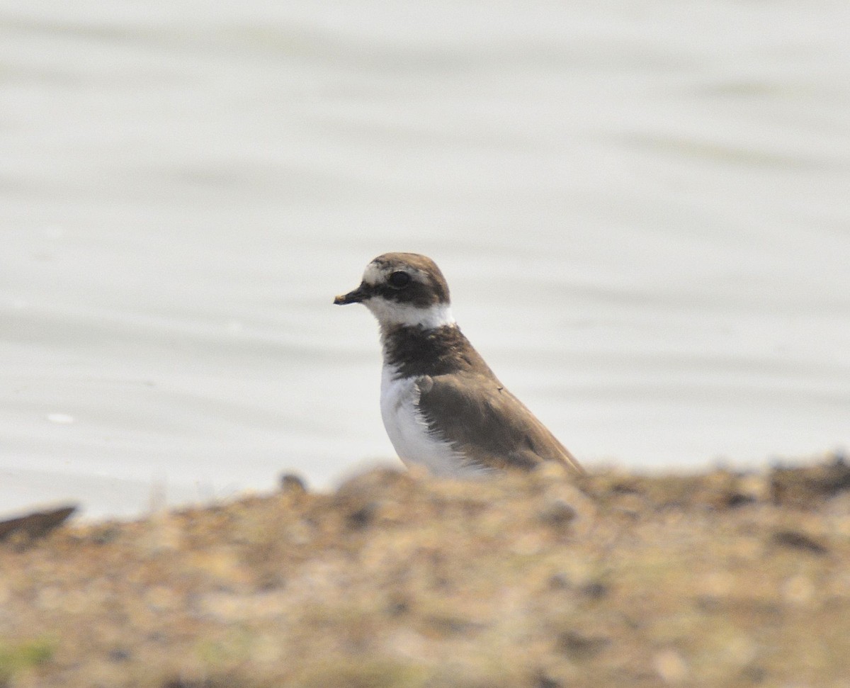 Sandregenpfeifer - ML625109836