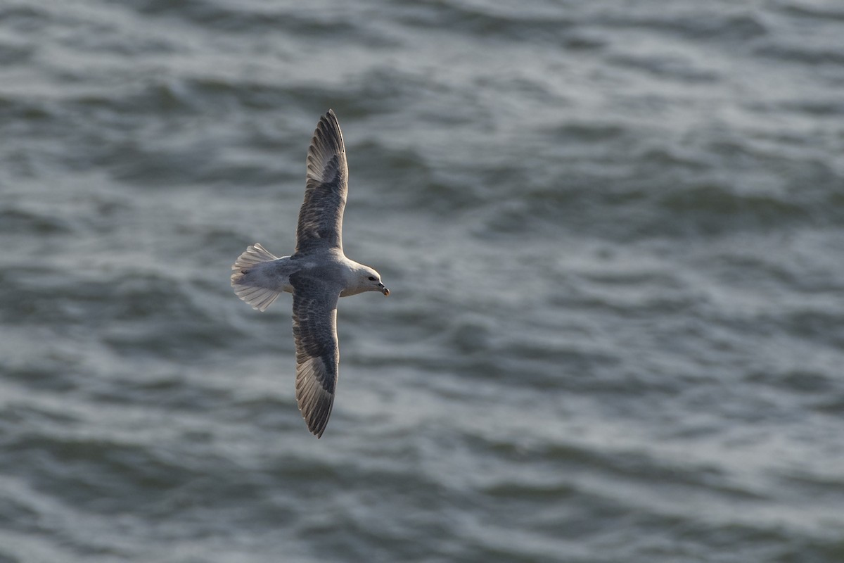 Northern Fulmar - ML625110009