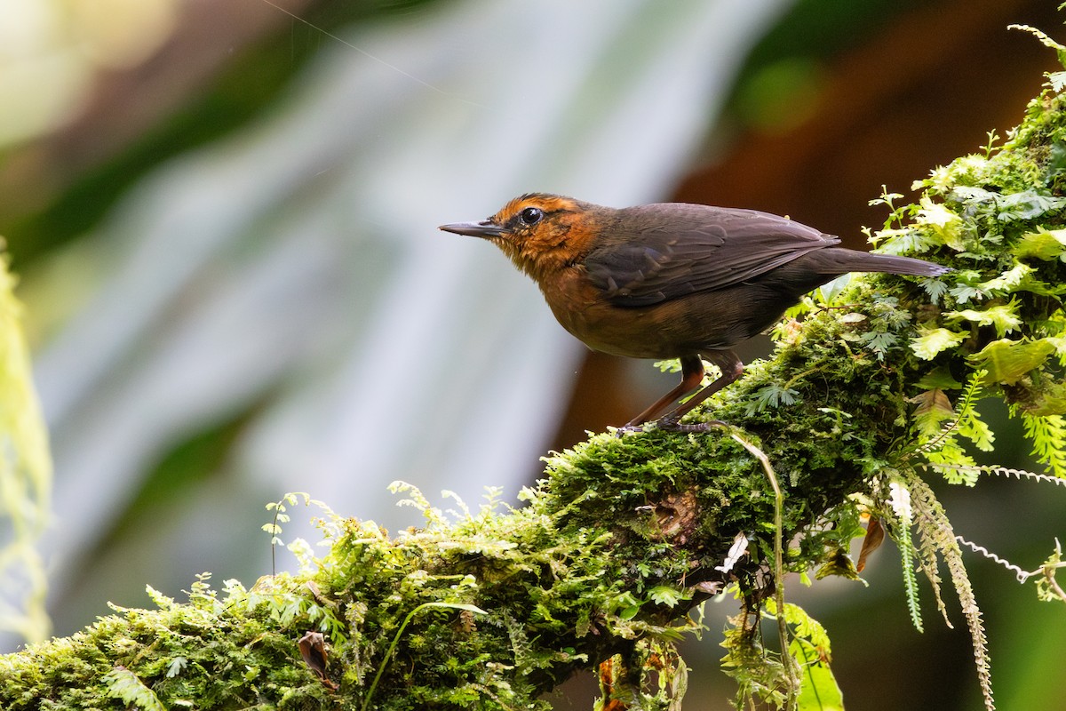 Bougainville Thicketbird - Julien Mazenauer | Ornis Birding Expeditions