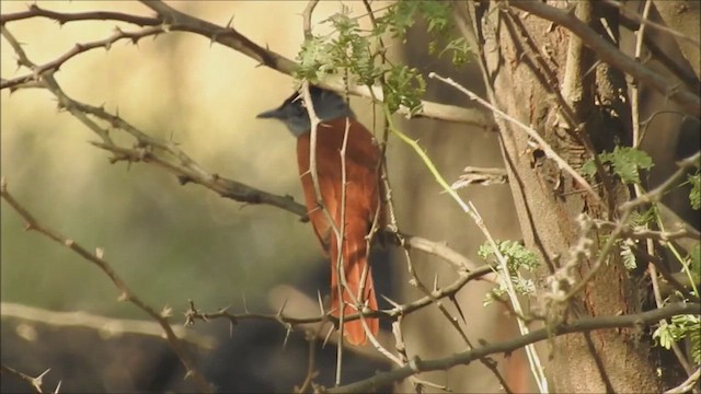 カワリサンコウチョウ - ML625110088