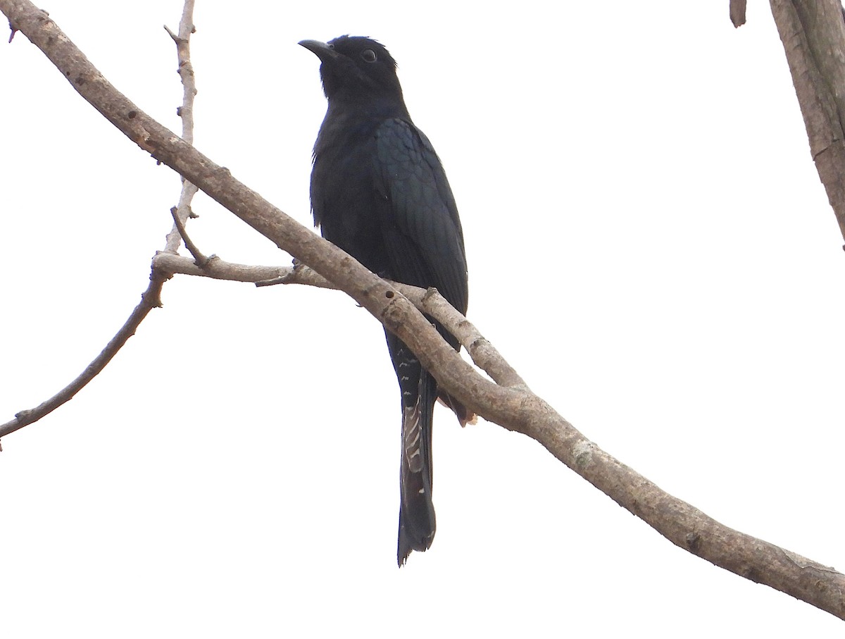 Square-tailed Drongo-Cuckoo - ML625110169