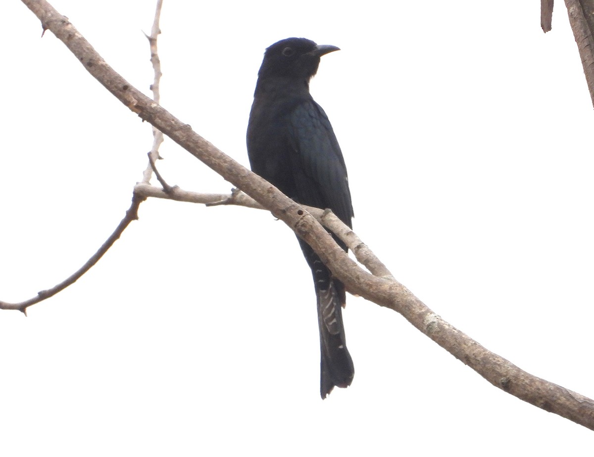 Square-tailed Drongo-Cuckoo - ML625110175