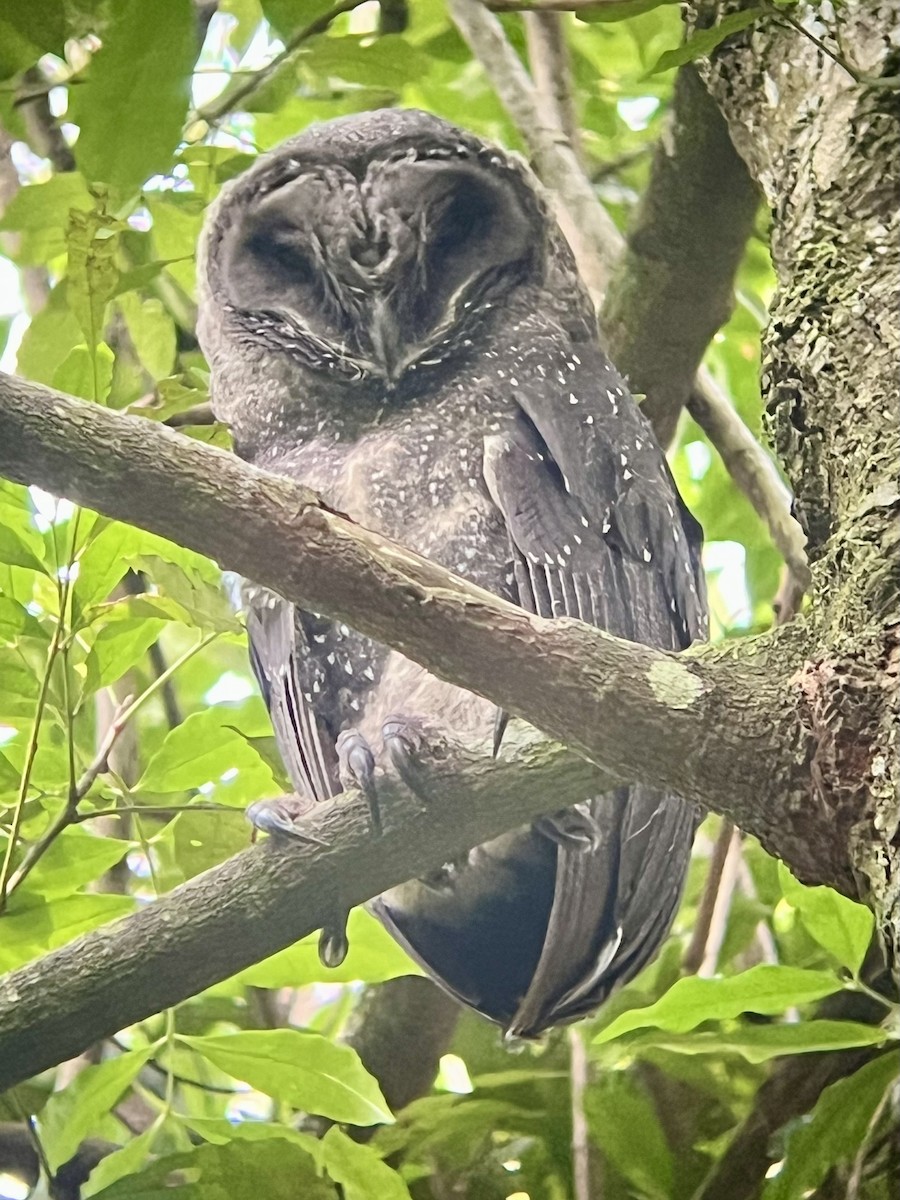 Sooty Owl - ML625110186