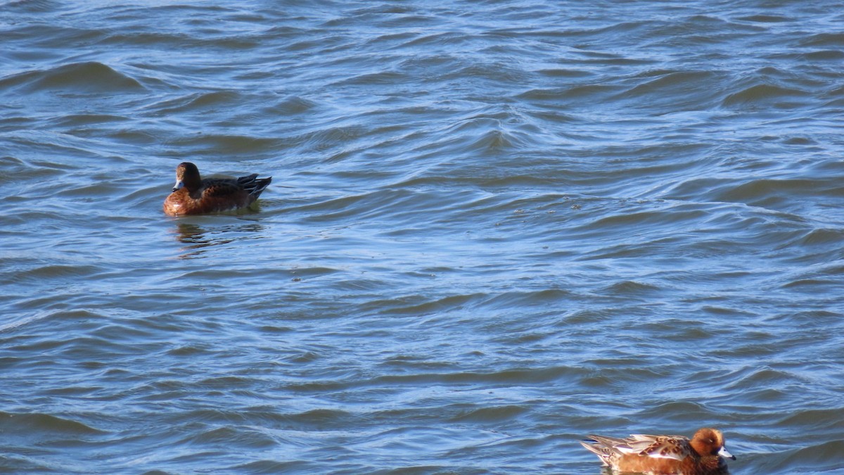 Eurasian Wigeon - YUKIKO ISHIKAWA