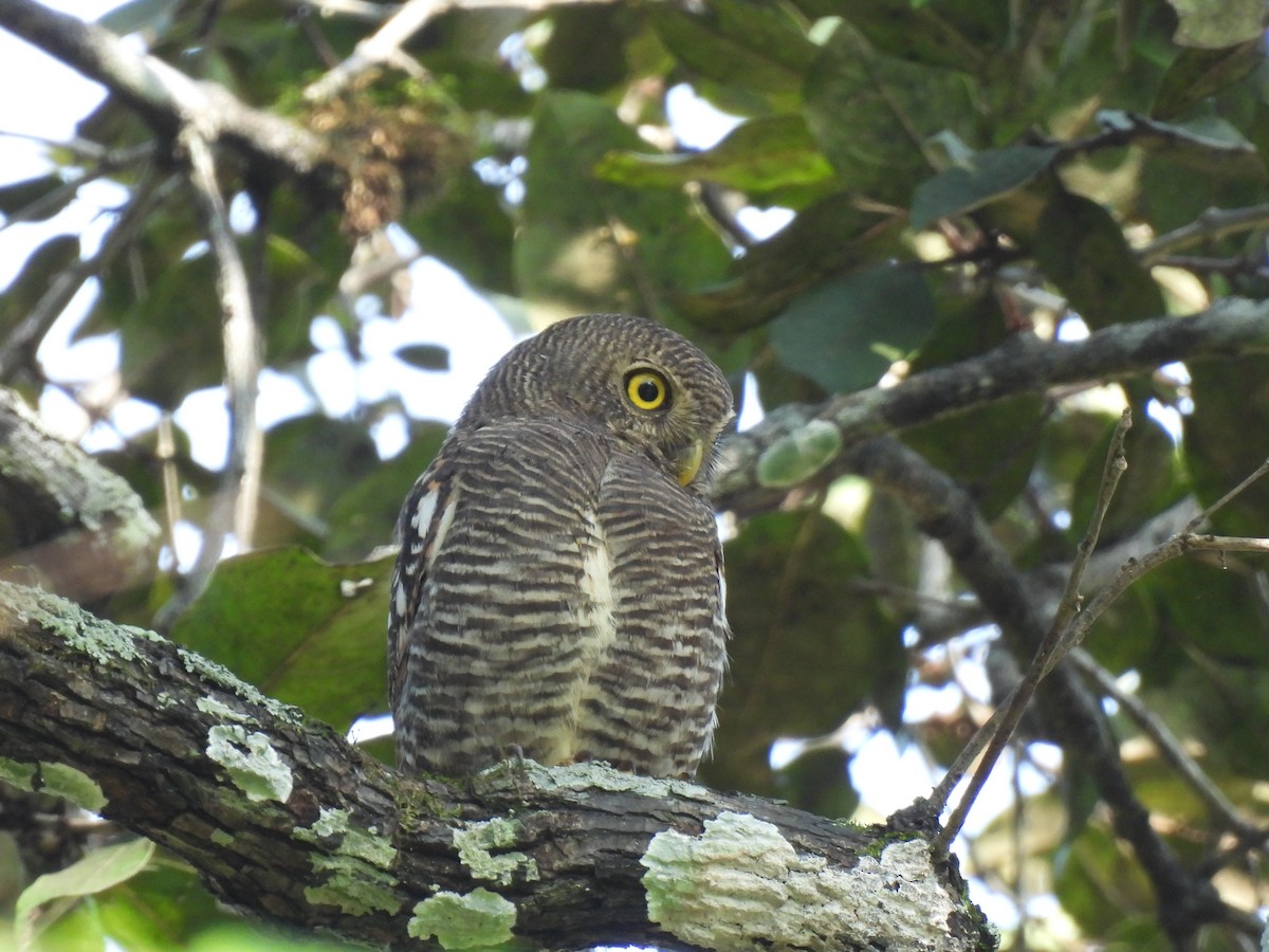 Jungle Owlet - ML625110199