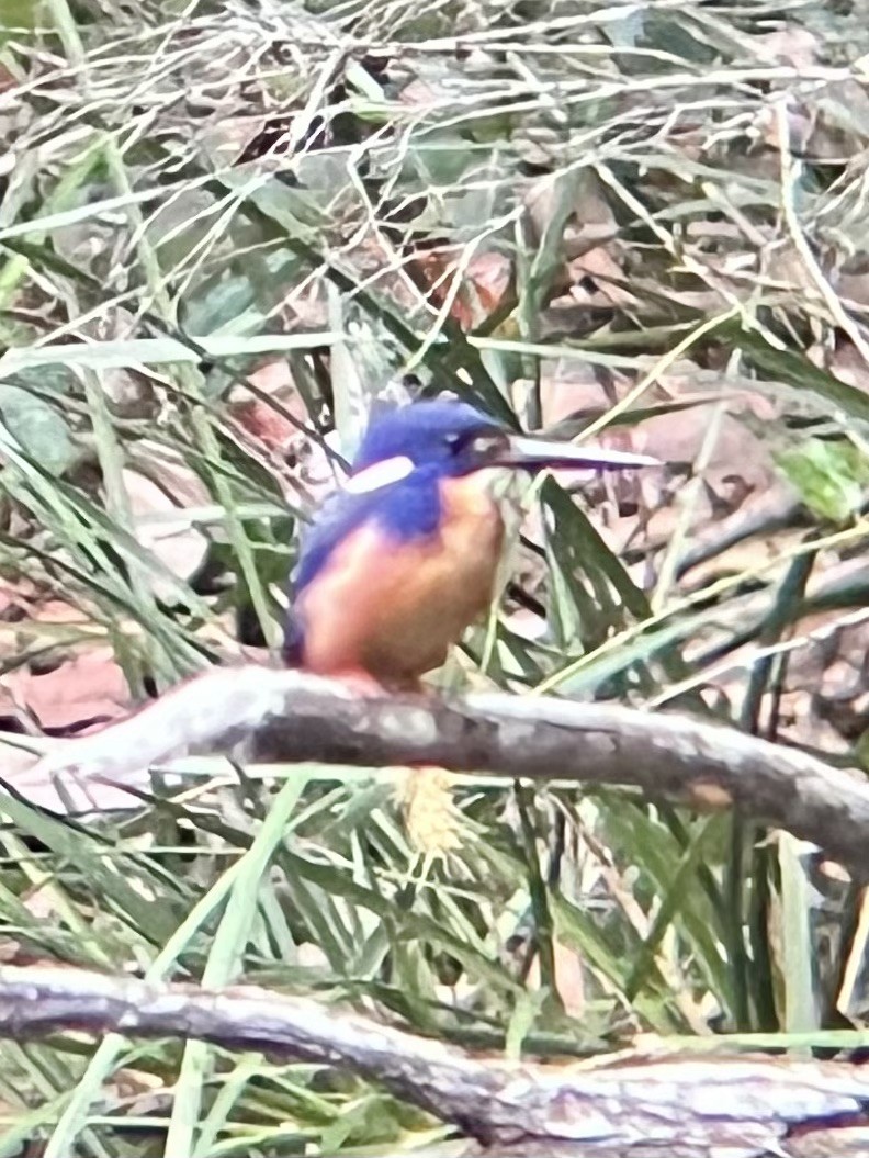 Azure Kingfisher - ML625110200