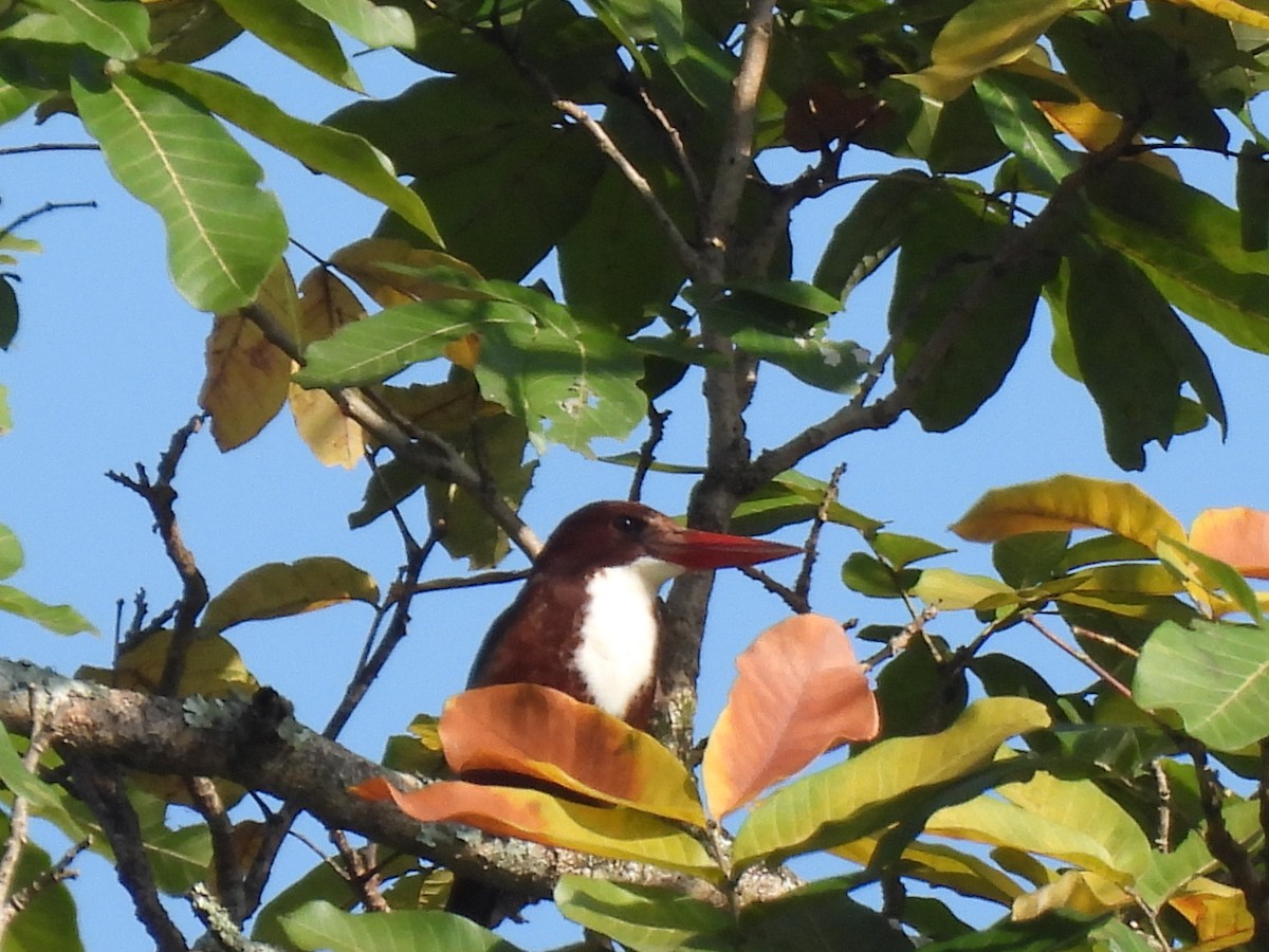 White-throated Kingfisher - ML625110202