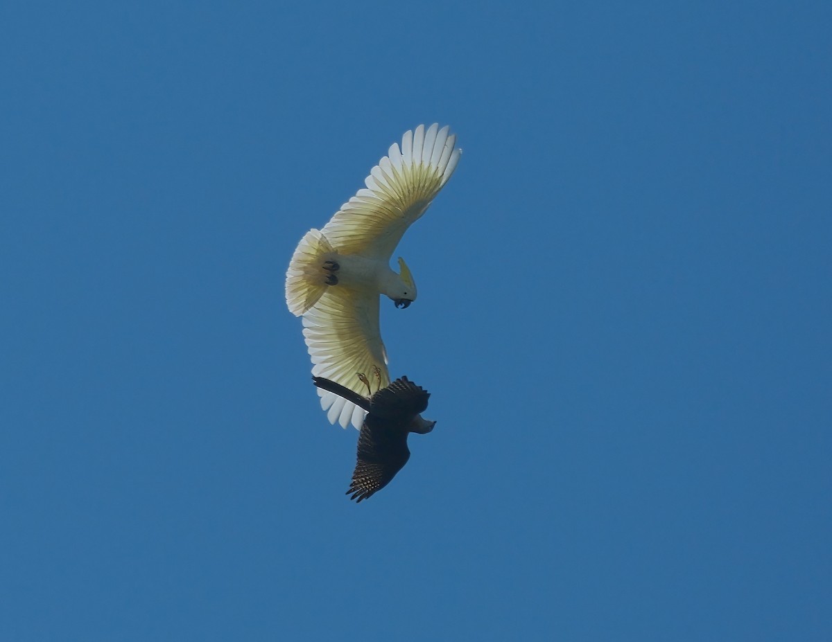 Brown Goshawk - ML625110203