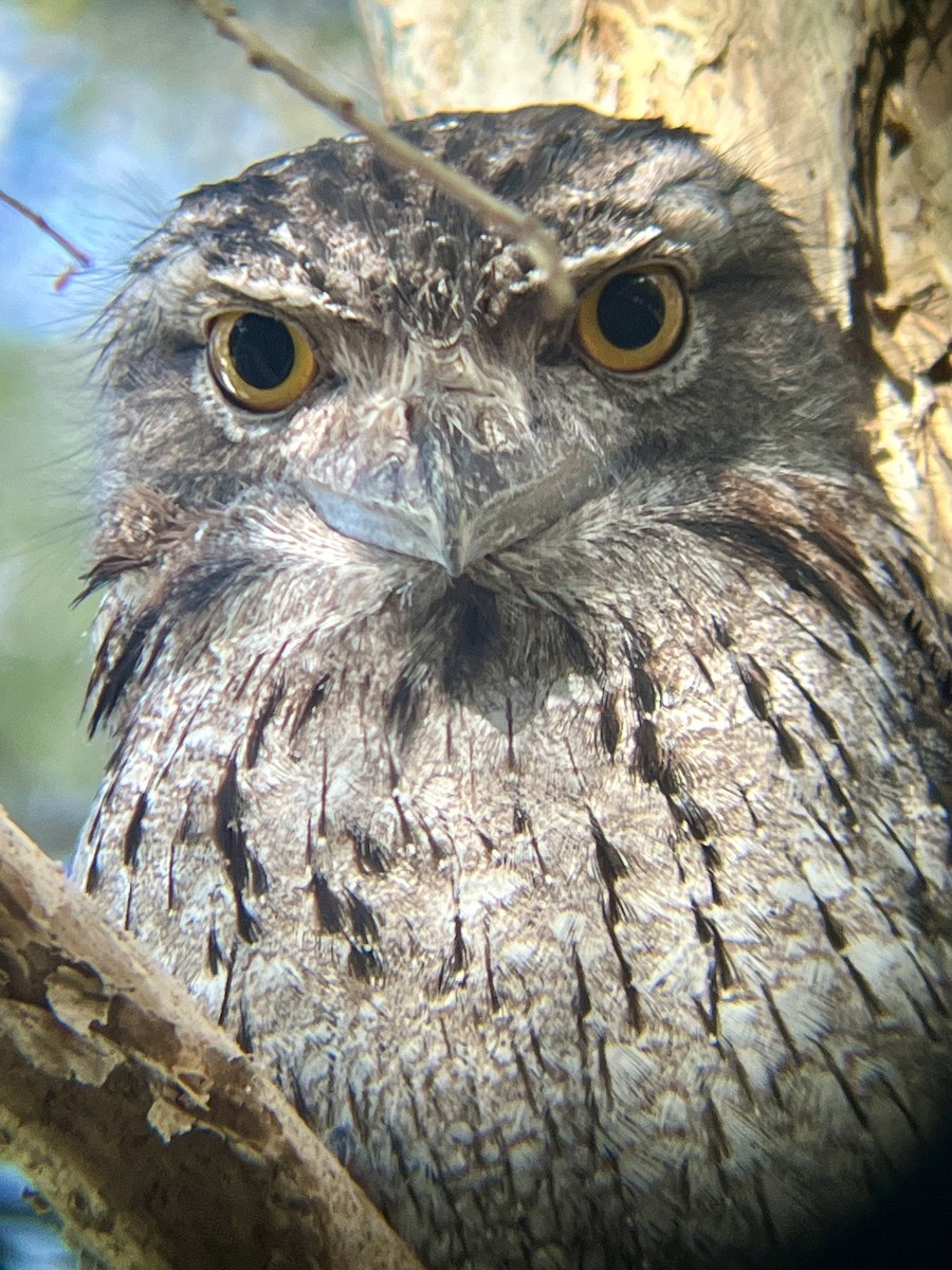 Tawny Frogmouth - ML625110204