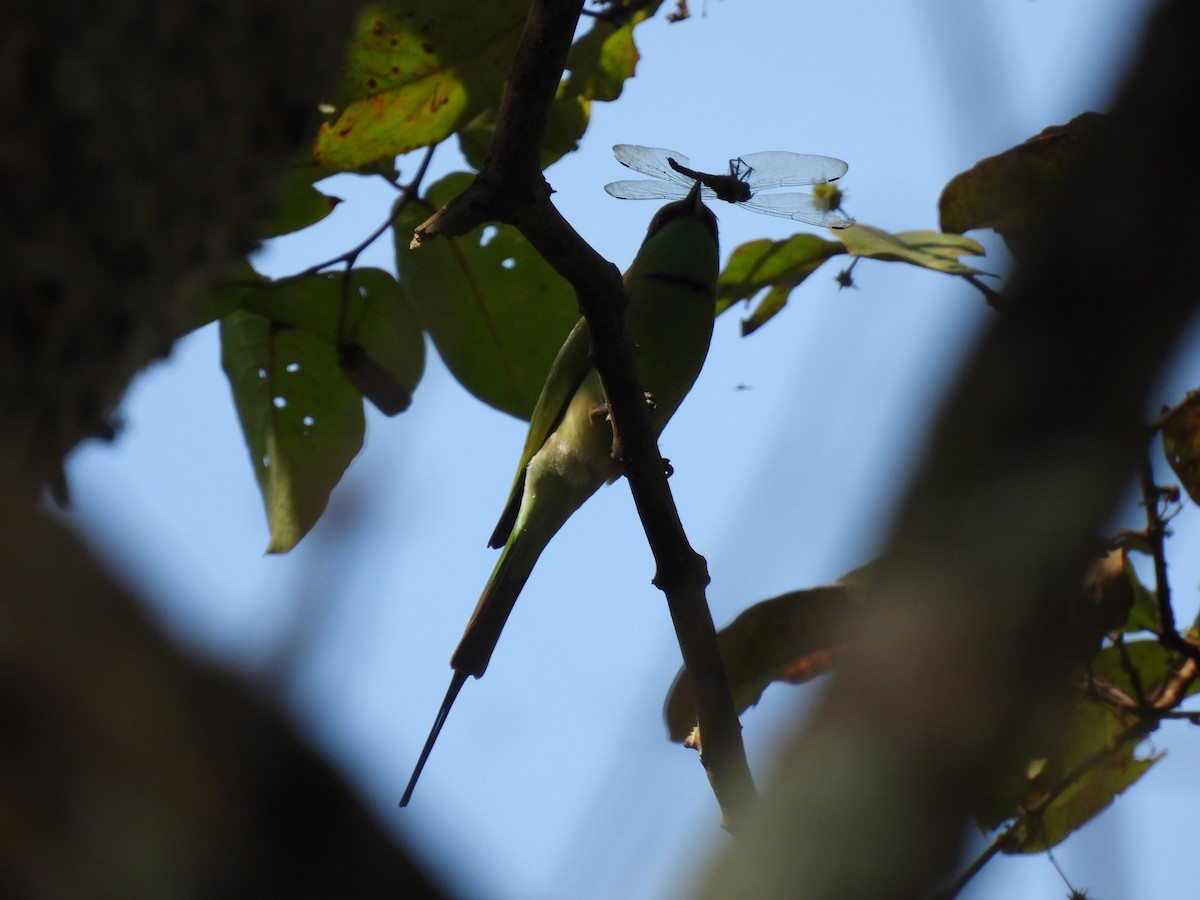 Asian Green Bee-eater - ML625110205