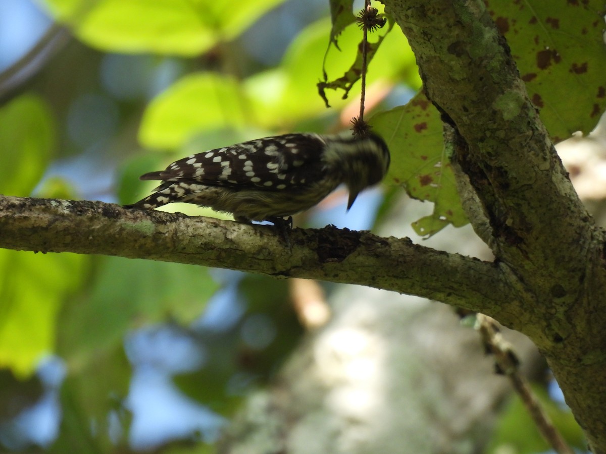 Brown-capped Pygmy Woodpecker - ML625110207