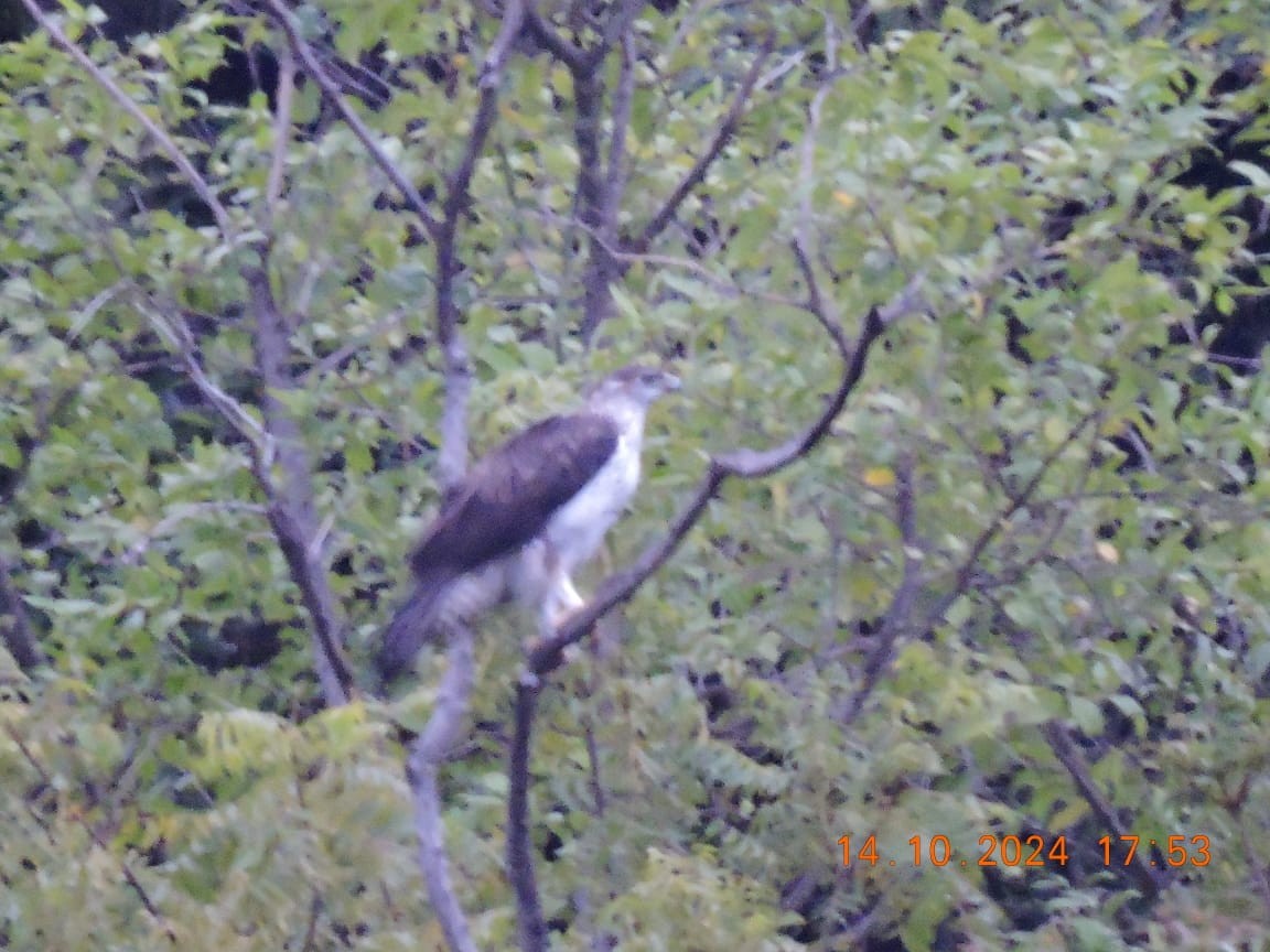 Bonelli arranoa - ML625110209