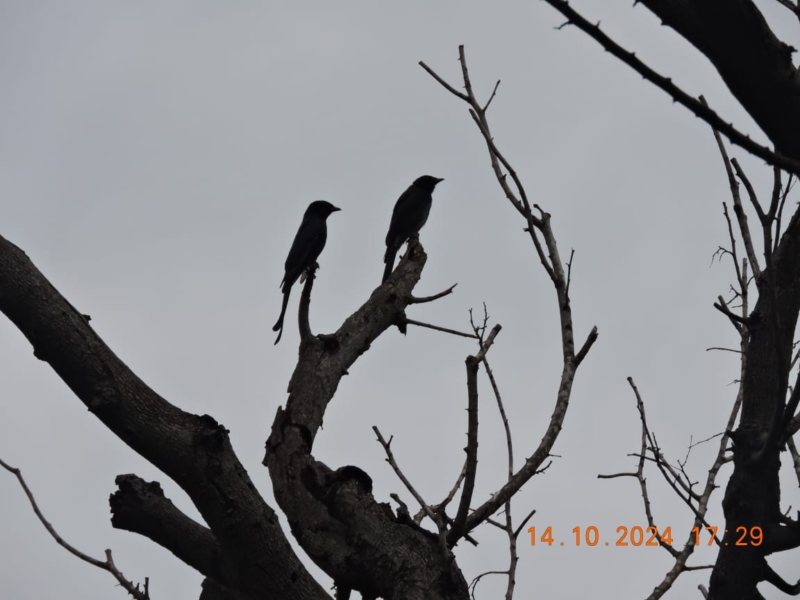 Black Drongo - ML625110214