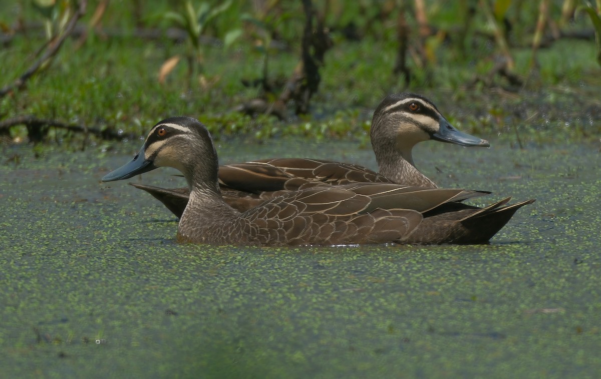 Pacific Black Duck - ML625110217