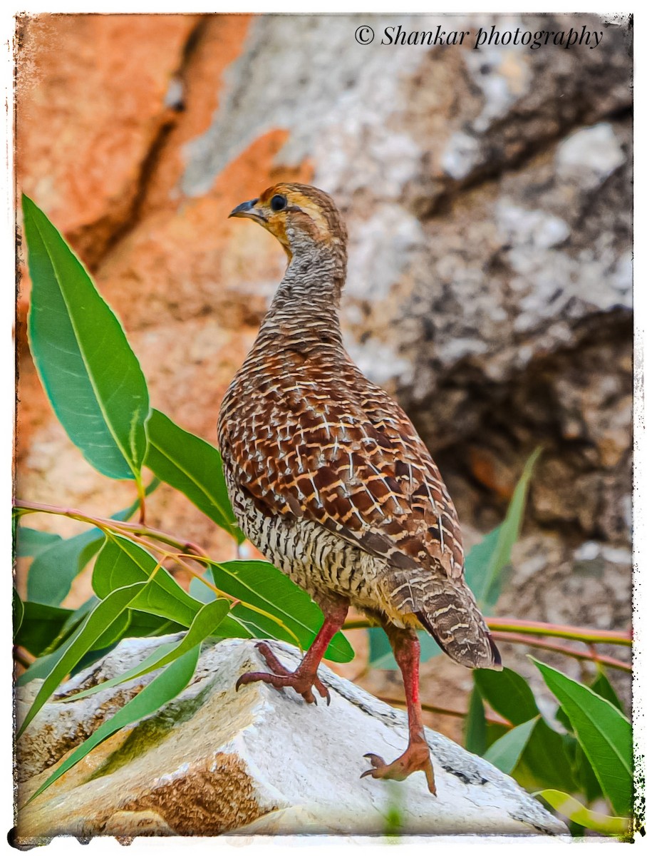 Gray Francolin - ML625110222