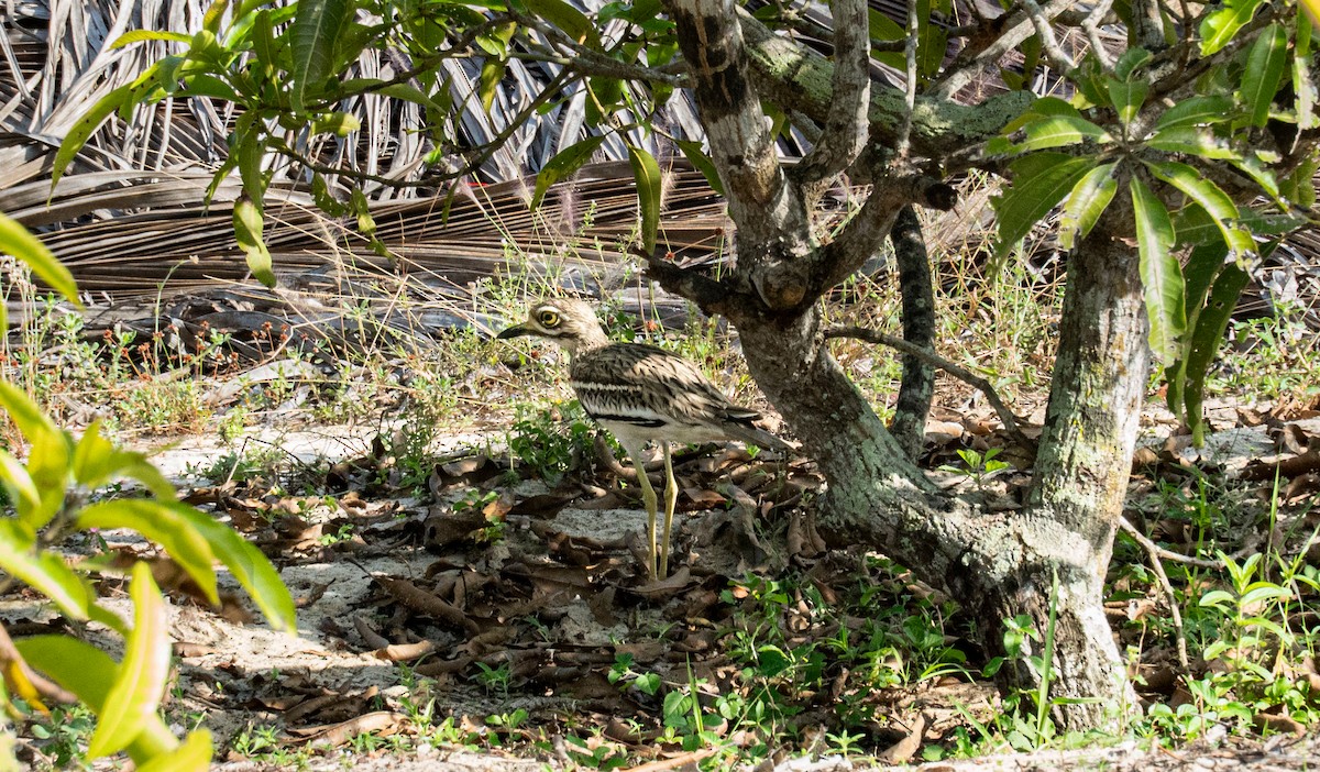 Indian Thick-knee - ML625110228