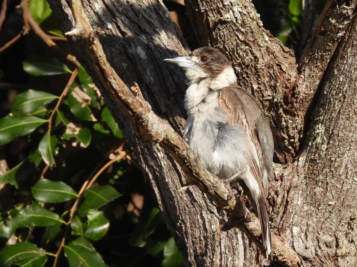 Gray Butcherbird - ML625110264