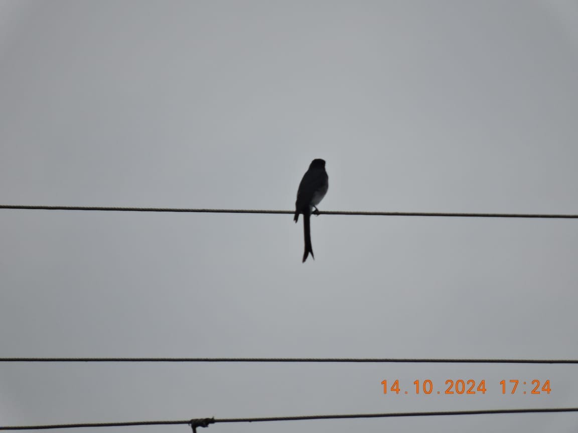 White-bellied Drongo - ML625110265