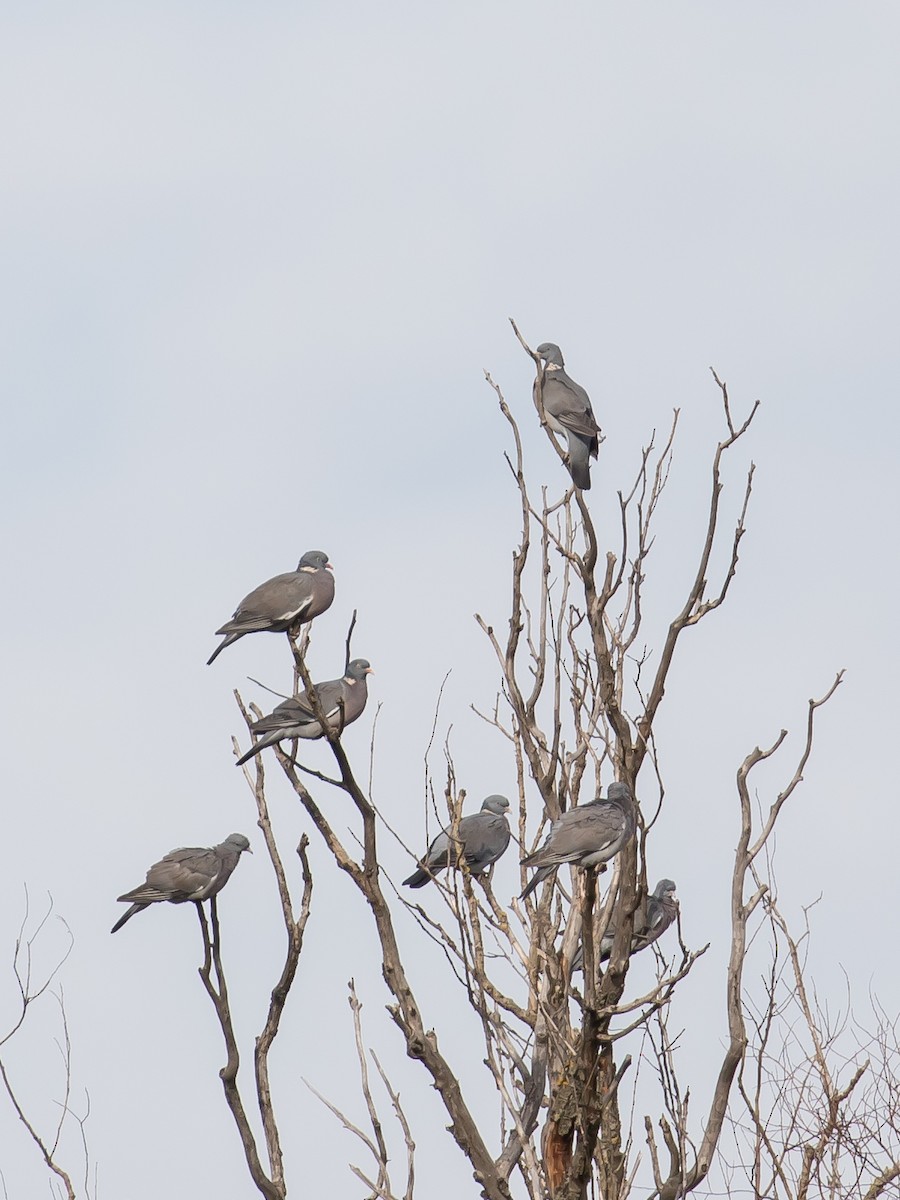 Common Wood-Pigeon - ML625110266