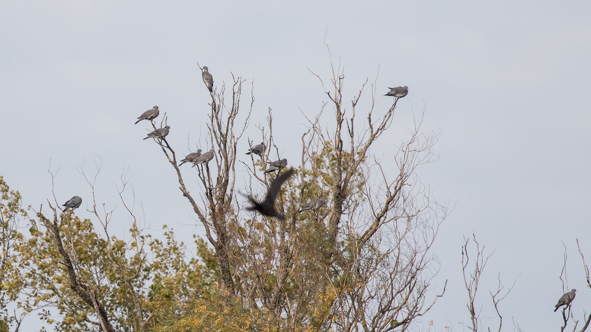 Common Wood-Pigeon - ML625110267