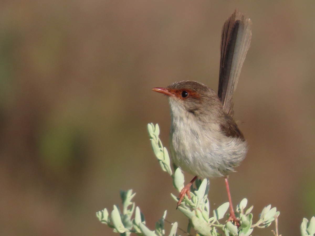 Superb Fairywren - ML625110268