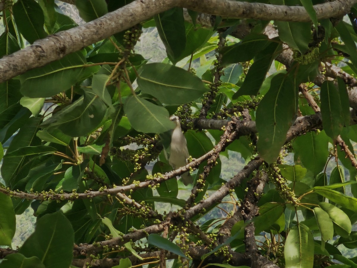 White-shouldered Starling - ML625110269