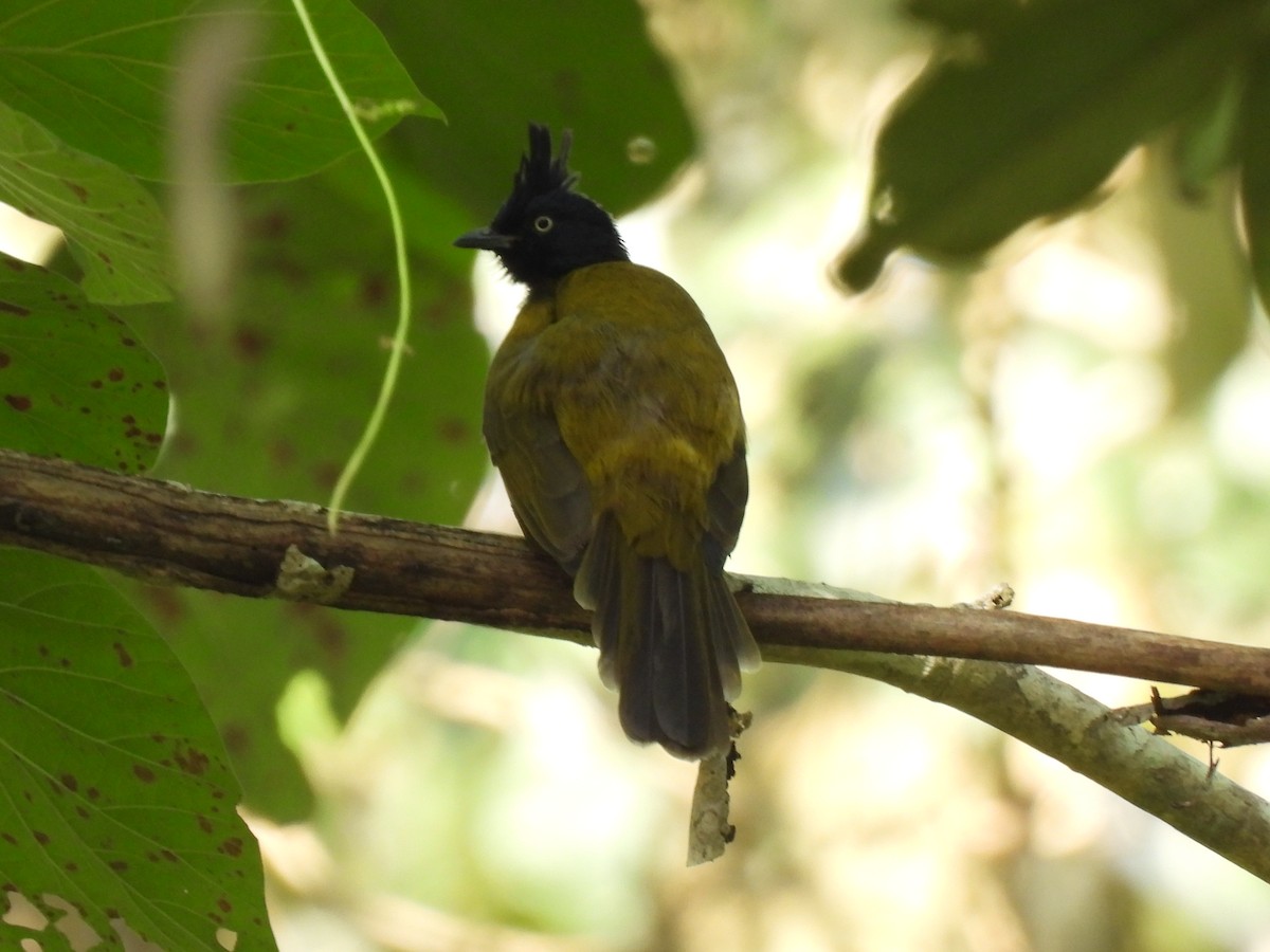 Black-crested Bulbul - ML625110271