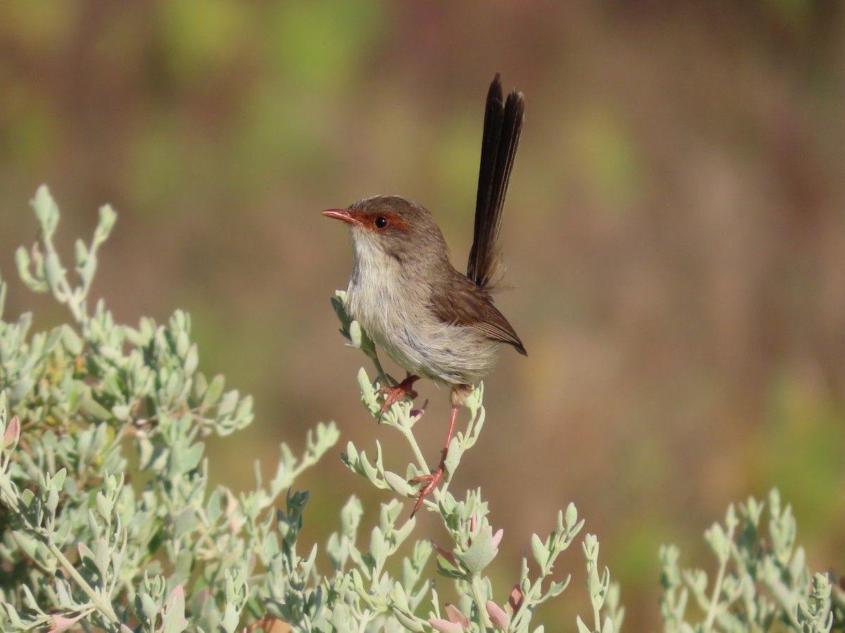 Superb Fairywren - ML625110272